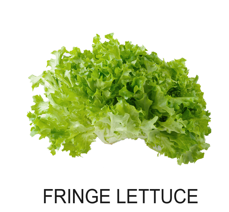 FRINGE LETTUCE